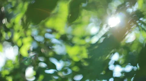 Rays of the sun through the leaves of trees Vídeos de archivo 47840532
