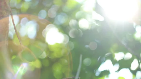 Rays of the sun through the leaves of trees Vídeos de archivo 47840641