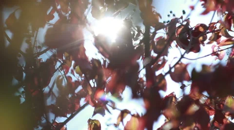 Rays of the sun through the leaves of trees Stock-Footage 47841553