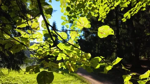 The rays of the sun through the leaves of trees. Slowmotion Stock-Footage 324619128