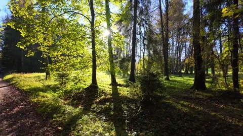 The rays of the sun through the leaves of trees. Slowmotion Vídeos de archivo 325696300