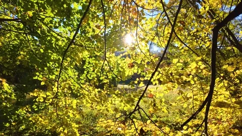 The rays of the sun through the leaves of trees. Slowmotion Stock Footage 325696310