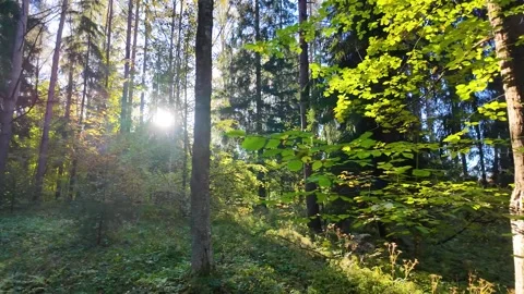 The rays of the sun through the leaves of trees. Slowmotion Stock Footage 325696311