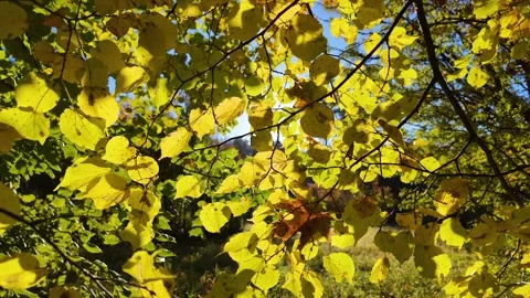 The rays of the sun through the leaves of trees. Slowmotion Stock-Footage 325696324