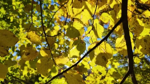 The rays of the sun through the leaves of trees. Slowmotion Stock Footage 325696336