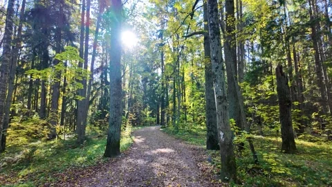 The rays of the sun through the leaves of trees. Slowmotion 스톡 동영상 326120027