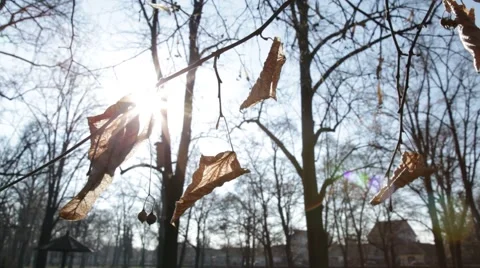 Rays of the sun through the linden branch Stock-Footage 42331497