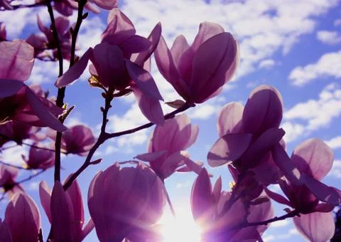 Rays of the sun through many pink flowers Stock Photos