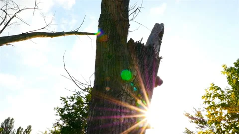 The rays of the sun through an old broken tree. Moving camera. Slow motion Stock Footage 91389526