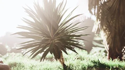 Rays of the sun through palm leaves Stock-Illustration