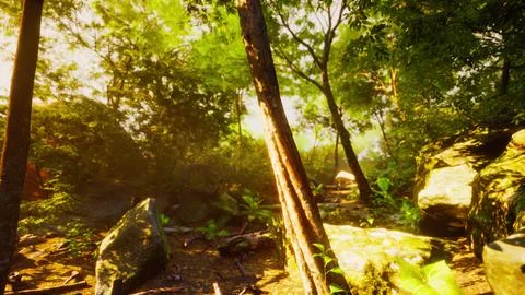Rays of the sun through palm leaves イラスト素材