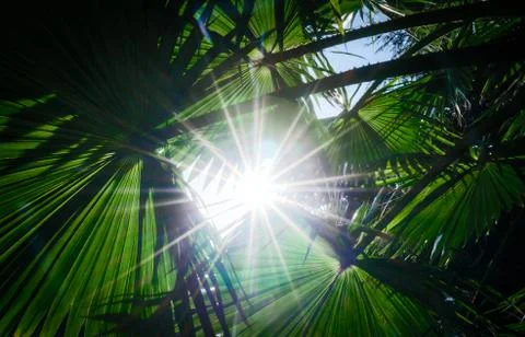 Rays of the sun through palm leaves Stock-Fotos