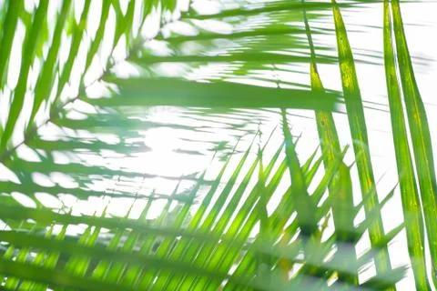Rays of the sun through palm leaves. Soft focus. Jungle nature. Close-up of a Stock Photos