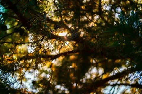 Rays of the sun through pine needles Stock Photos