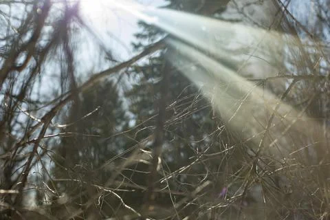 Rays of sun through plants. Glare on lens. Stock Photos