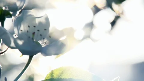 Rays of the Sun Through Spring Flowers HD Pro Stock Footage 123039820