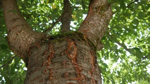 Rays of the sun through a tall tree Stock Footage 80025735
