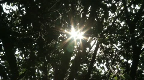 Rays of the sun through the tree branches Stock Footage 11492821