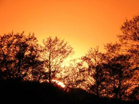 Rays of the sun through tree branches Stock Photos