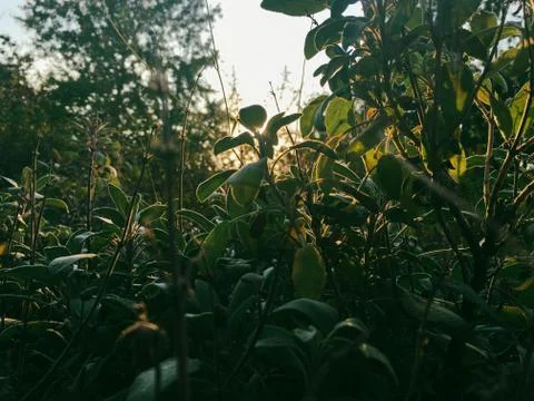 Rays of the sun through tree branches Stock Photos
