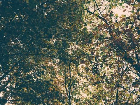 Rays of the sun through tree branches Stock Photos