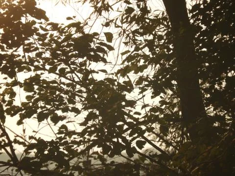 Rays of the sun through tree branches Stock Photos