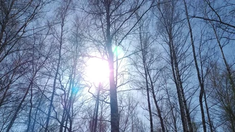 The rays of the sun through the trees against the blue sky Video stock 179992242