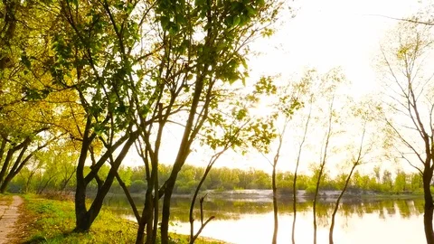 Rays of the sun through the trees. Camera in motion Stock Footage 76751298