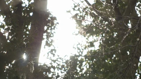 Rays of the Sun Through the Trees Stock Footage 89734449