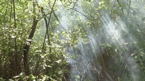 Rays of the sun through the trees Stock Footage 275571532