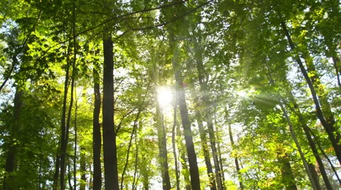 Rays of Sun Through Trees in Forest Video stock 42390677