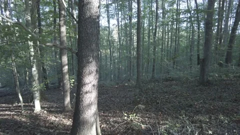 Rays of the Sun through trees in the Forest 動画素材 201882166