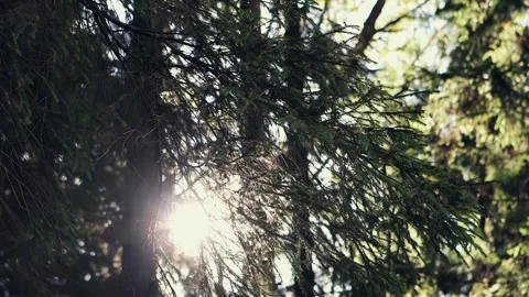The rays of the sun through the trees, forest, nature Stock Footage 260880182