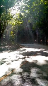 Rays of the sun through the twilight forest Stock Photos