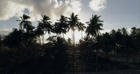 The rays of the sun translucent through the crowns of tall slender palms against Stock Footage 226186685