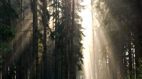 The rays of the sun in the trees Stock Footage 37661419