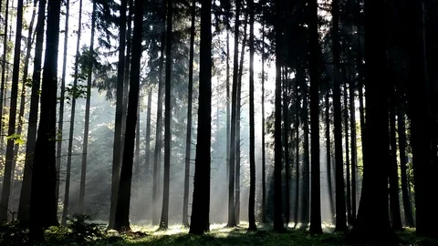 The rays of the sun in the trees Stock Footage 75847698