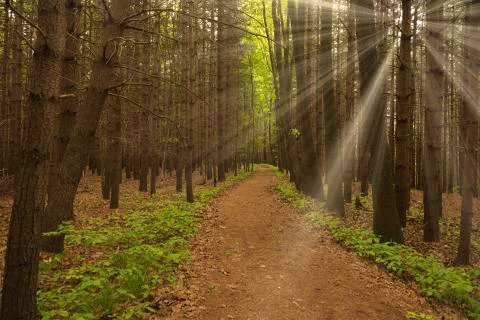Rays of Sun in the woods Stock Photos