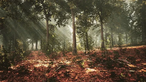 Rays of sunlight and Green Forest Video stock 236626923