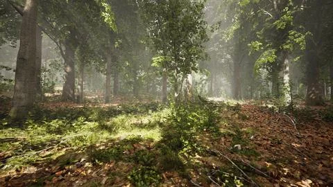 Rays of sunlight and Green Forest Stock-Illustration