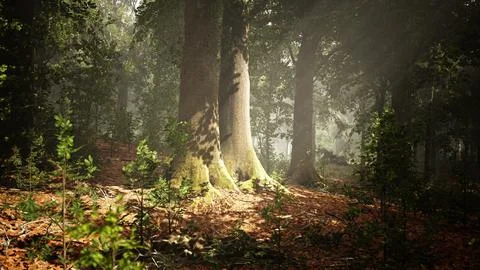 Rays of sunlight and Green Forest Stockillustratie