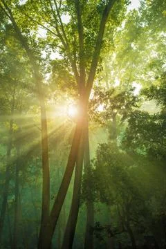 Rays of sunlight and Green Forest Stock Photos