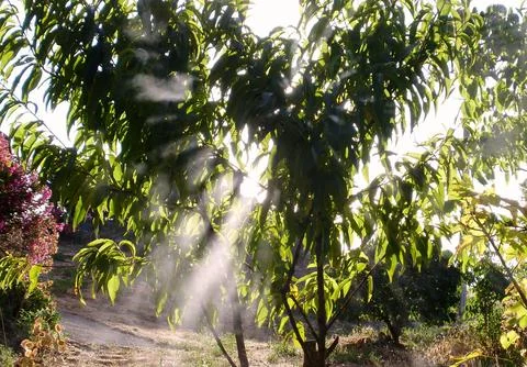 Rays of sunlight between the fruit trees in the family garden Stock Photos