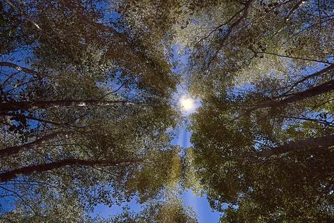 Rays of sunlight between a group of large trees seen from below. Stock Photos