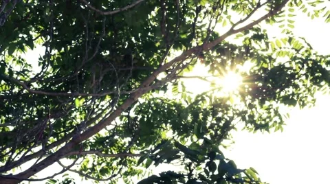 Rays of sunlight between leaves 動画素材 41681880