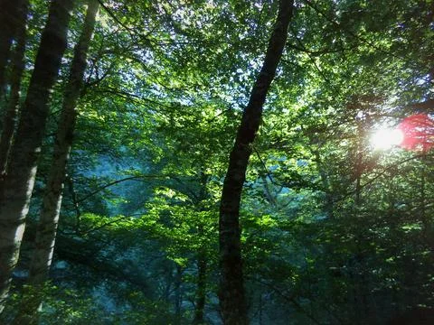 Rays of sunlight between the leaves of the trees in the forest Stock Photos