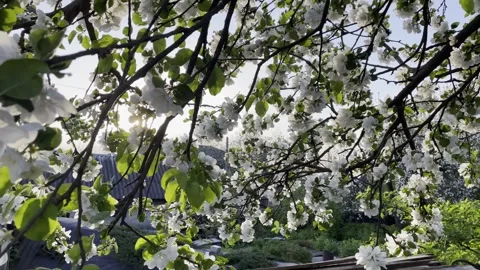 Rays of sunlight break through the branches of a tree Stock Footage 240940359