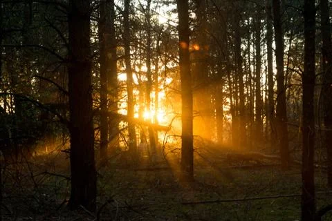 Rays of sunlight break through the dark evening forest Stock Photos