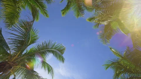 Rays of Sunlight Break Through the Leaves of the Palm Tree. Video stock 284914400