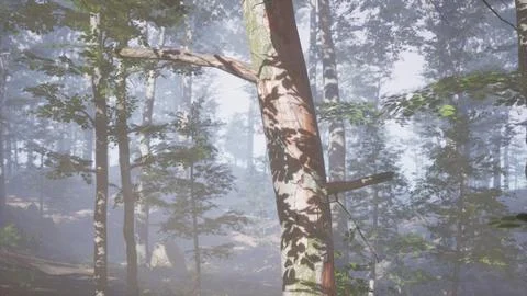 Rays of sunlight falling into a misty forest Stock Illustration